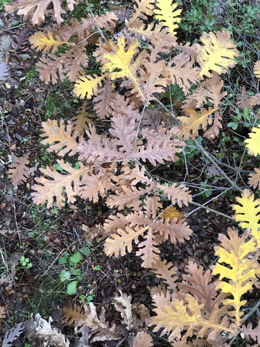 Hungarian oak (Quercus frainetto)