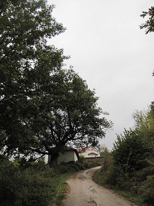 Hungarian oak: Quercus frainetto in the vicinity of Bosilegrad