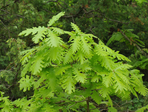 Hungarian oak (Quercus frainetto)