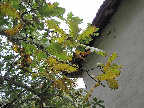 Hungarian oak: Quercus frainetto in the vicinity of Bosilegrad