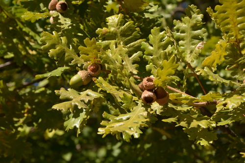 Hungarian oak (Quercus frainetto)