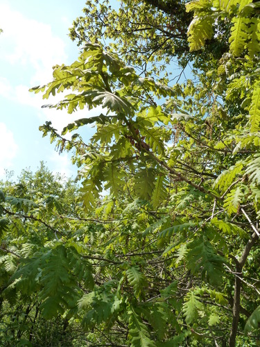 Hungarian oak (Quercus frainetto)