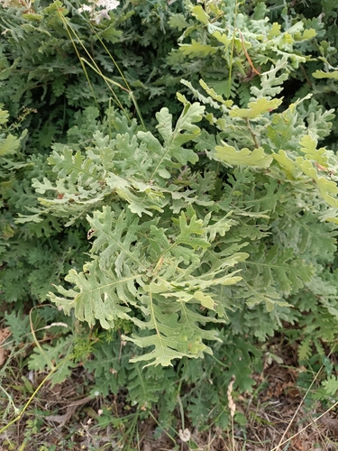 Hungarian oak (Quercus frainetto)