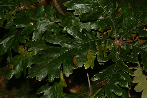 Hungarian oak: Royal Botanic Gardens, Edinburgh, Scotland