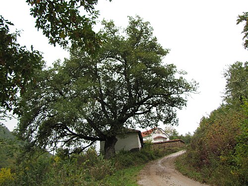 Hungarian oak: Quercus frainetto in the vicinity of Bosilegrad
