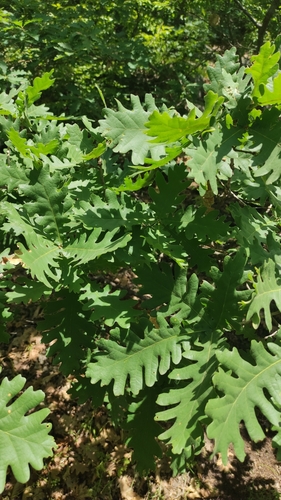 Hungarian oak (Quercus frainetto)