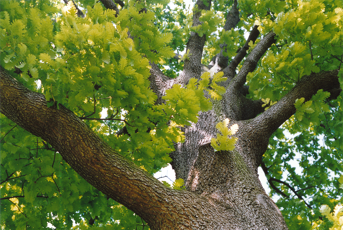 Hungarian oak: Hungarian Oak, Quercus frainetto, at Kew Botanic Garden, London, England.
