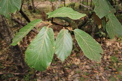 Quercus fulva (Quercus fulva)