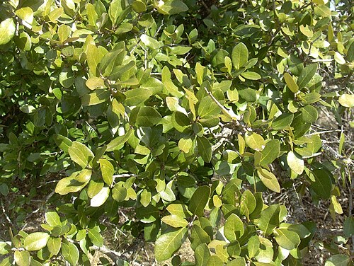 Texas live oak: Plateau Live Oak leaves in Texas.