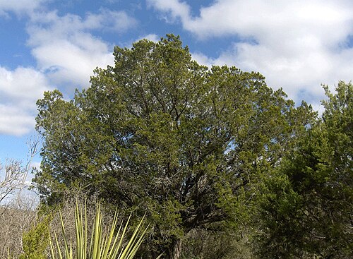 Texas live oak: Plateau Live Oak in West Texas.