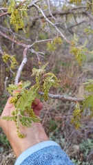 Gambel oak (Quercus gambelii)