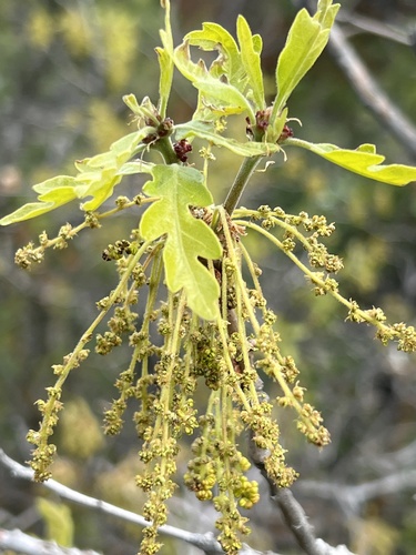 Gambel oak (Quercus gambelii)