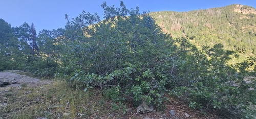 Gambel oak (Quercus gambelii)