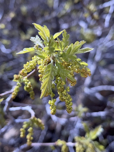 Gambel oak (Quercus gambelii)