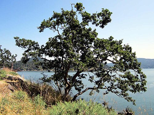 Oregon white oak: A garry oak in Dionisio Point Provincial Park, Galiano Island, British Columbia, Canada.