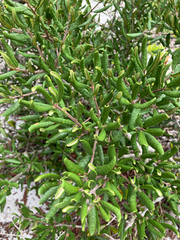 Sand live oak (Quercus geminata)