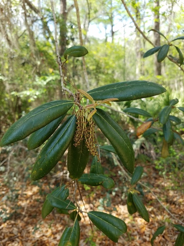 Sand live oak (Quercus geminata)