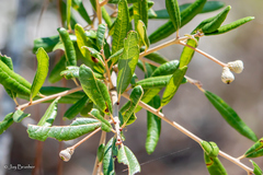Sand live oak (Quercus geminata)