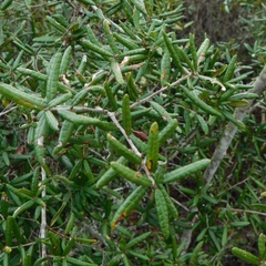 Sand live oak (Quercus geminata)