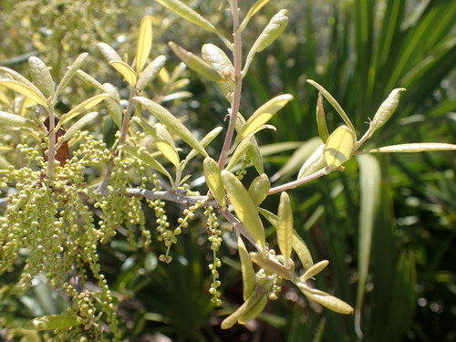 Sand live oak (Quercus geminata)