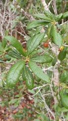 Sand live oak (Quercus geminata)
