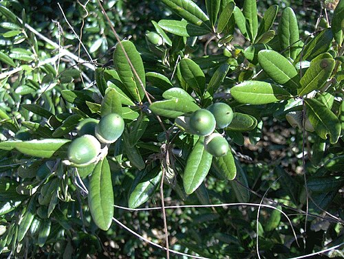 Sand live oak: Sand Live Oak in Florida (fruits and leaves).