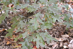 Georgia oak (Quercus georgiana)