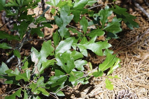 Georgia oak (Quercus georgiana)