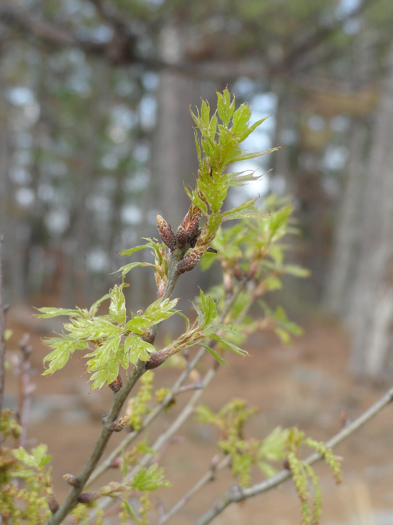 Georgia oak: Quercus georgiana twig and buds in early spring, taken on the Walk Up Trail at Stone Mountain Park in Georgia, US