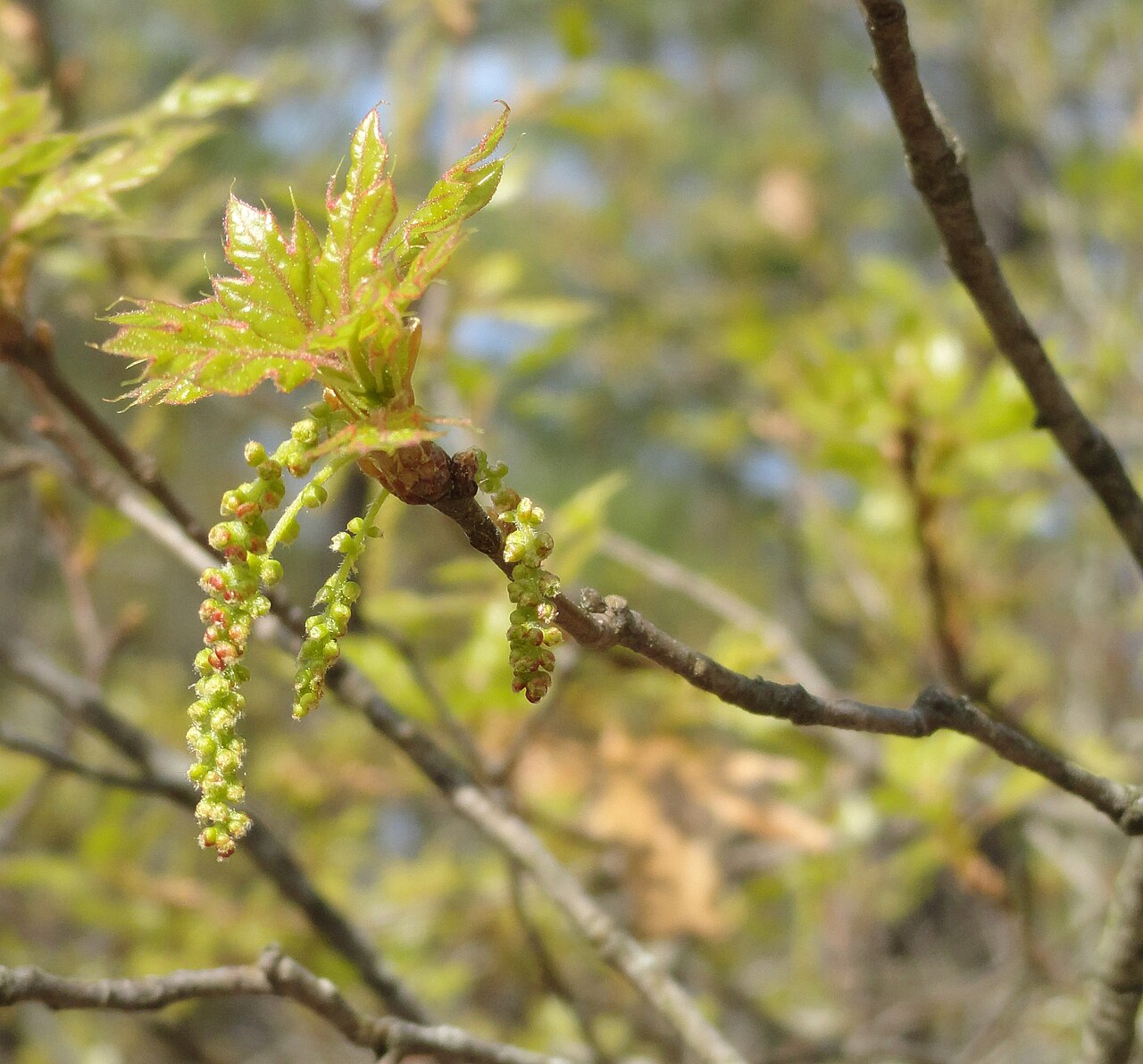 Georgia oak: Quercus georgiana catkins in early spring, taken on the Walk Up Trail at Stone Mountain Park in Georgia, US