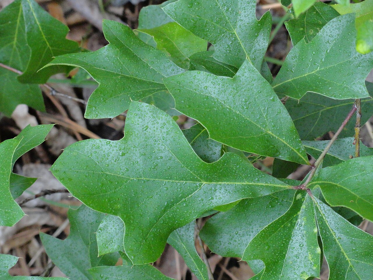 Georgia oak: Quercus georgiana leaves in late spring, taken in the rain on the Walk Up Trail at Stone Mountain Park in Georgia, US