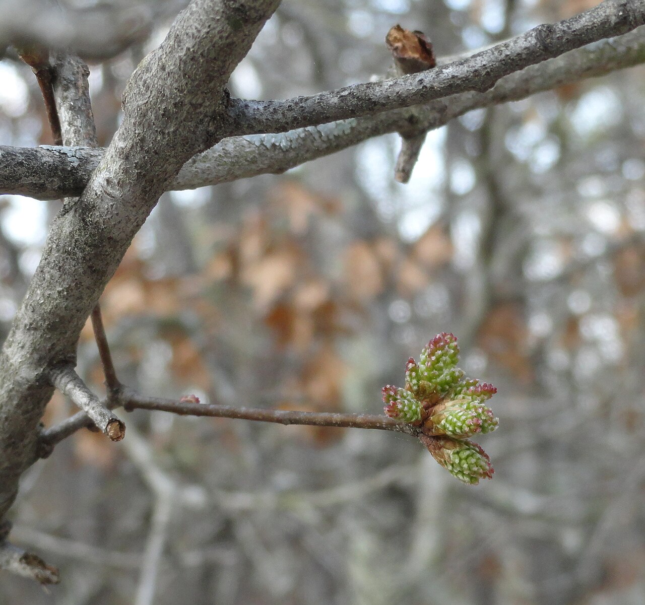 Georgia oak: Quercus georgiana twig and buds in early spring, taken on the Walk Up Trail at Stone Mountain Park in Georgia, US