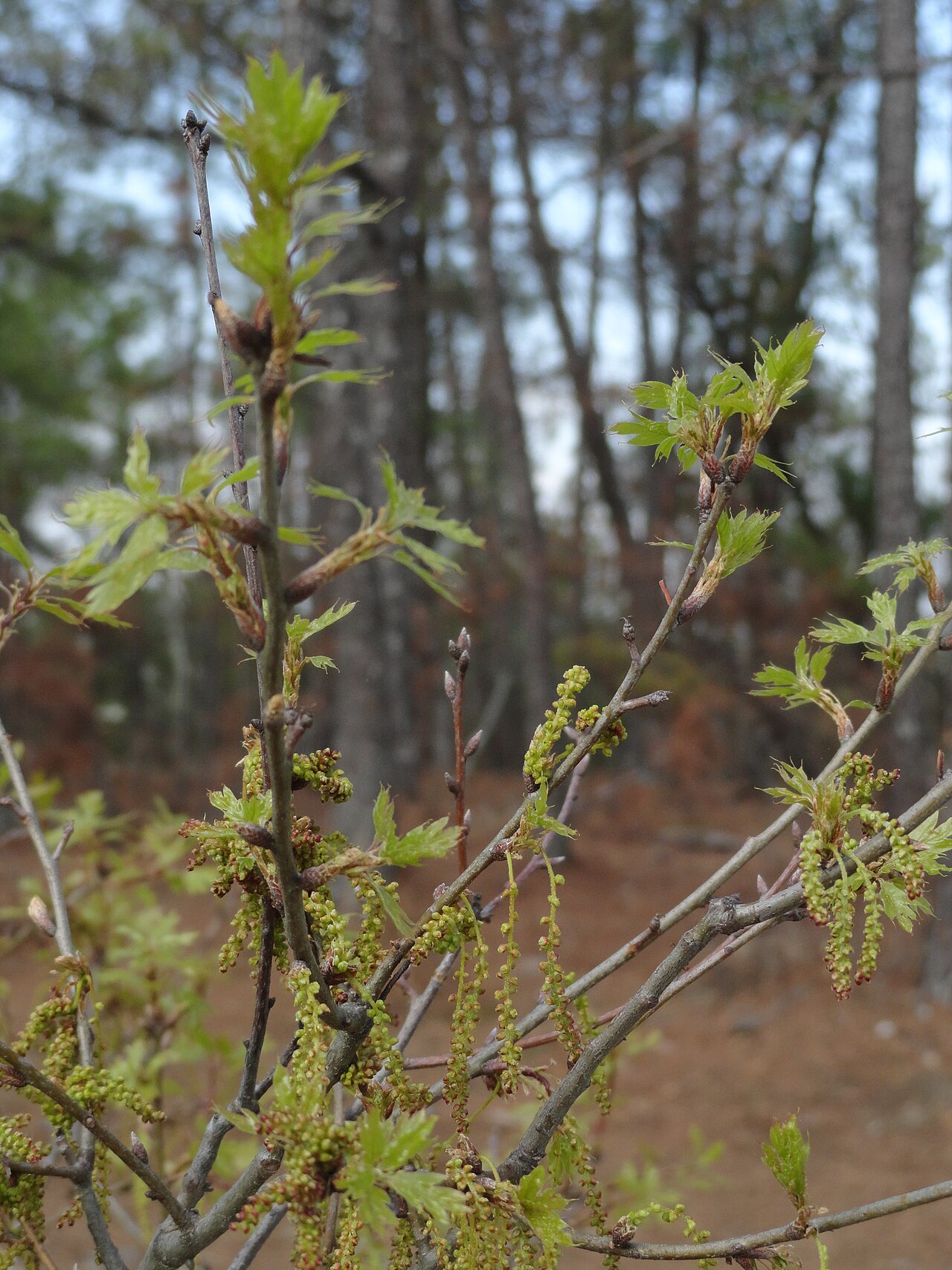 Georgia oak: Quercus georgiana catkins in early spring, taken on the Walk Up Trail at Stone Mountain Park in Georgia, US