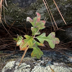 Georgia oak (Quercus georgiana)
