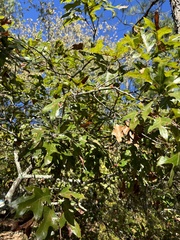 Georgia oak (Quercus georgiana)