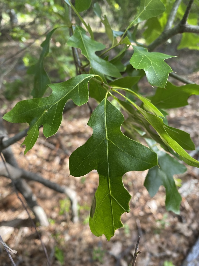 Georgia oak (Quercus georgiana)