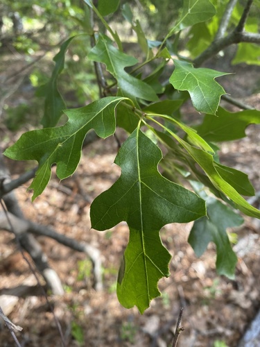 Georgia oak (Quercus georgiana)