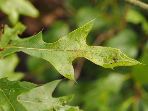 Georgia oak (Quercus georgiana)