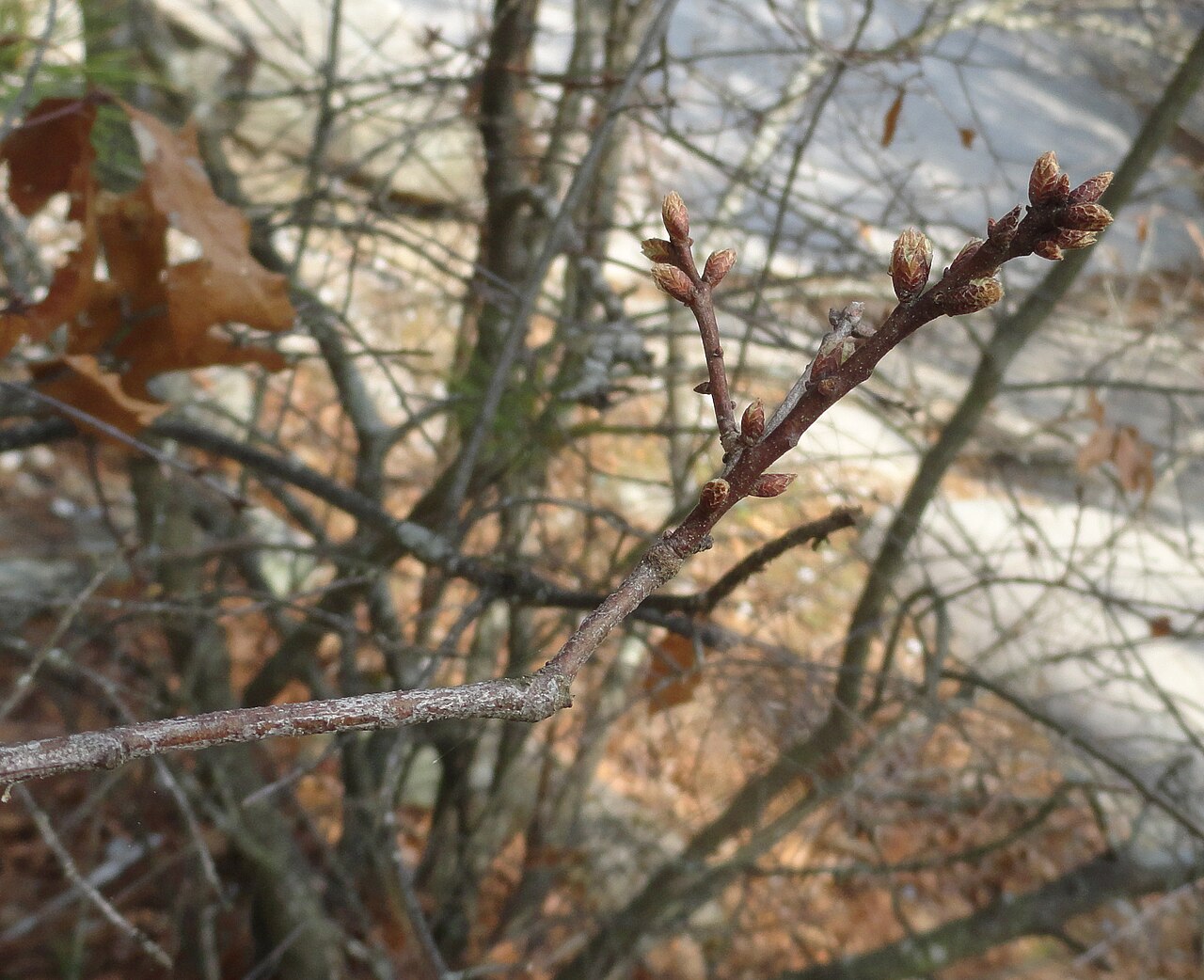 Georgia oak: Quercus georgiana twig and buds in early spring, taken on the Walk Up Trail at Stone Mountain Park in Georgia, US