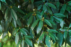 Ring-cup oak (Quercus glauca)