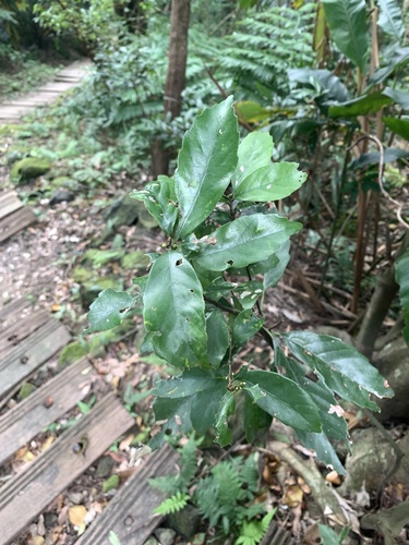 Ring-cup oak (Quercus glauca)
