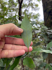 Ring-cup oak (Quercus glauca)