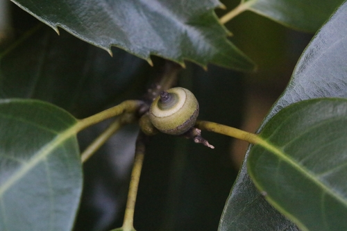 Ring-cup oak (Quercus glauca)