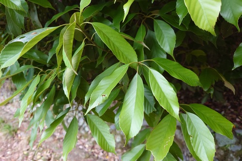 Ring-cup oak (Quercus glauca)