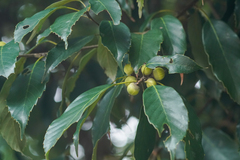 Ring-cup oak (Quercus glauca)