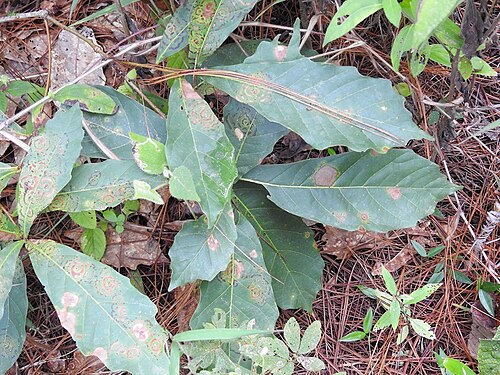 Quercus glaucescens: Quercus glaucescens in Mexico