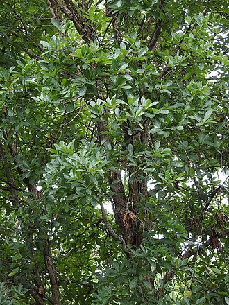 Quercus glaucescens: Vegetative structure of Quercus glaucesens in Los Chimalapas ecoregion in Oaxaca, Mexico.