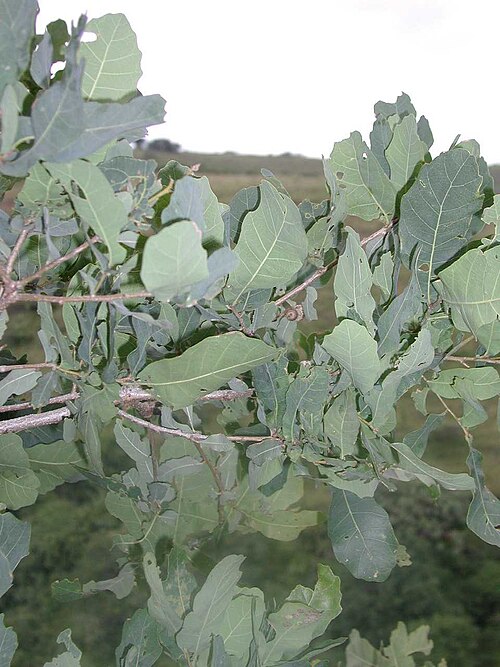 Quercus glaucoides: follaje de Quercus glaucoides