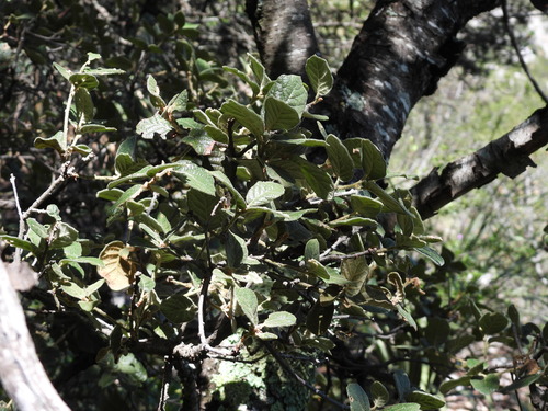 Quercus greggii (Quercus greggii)