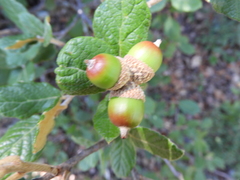Quercus greggii (Quercus greggii)